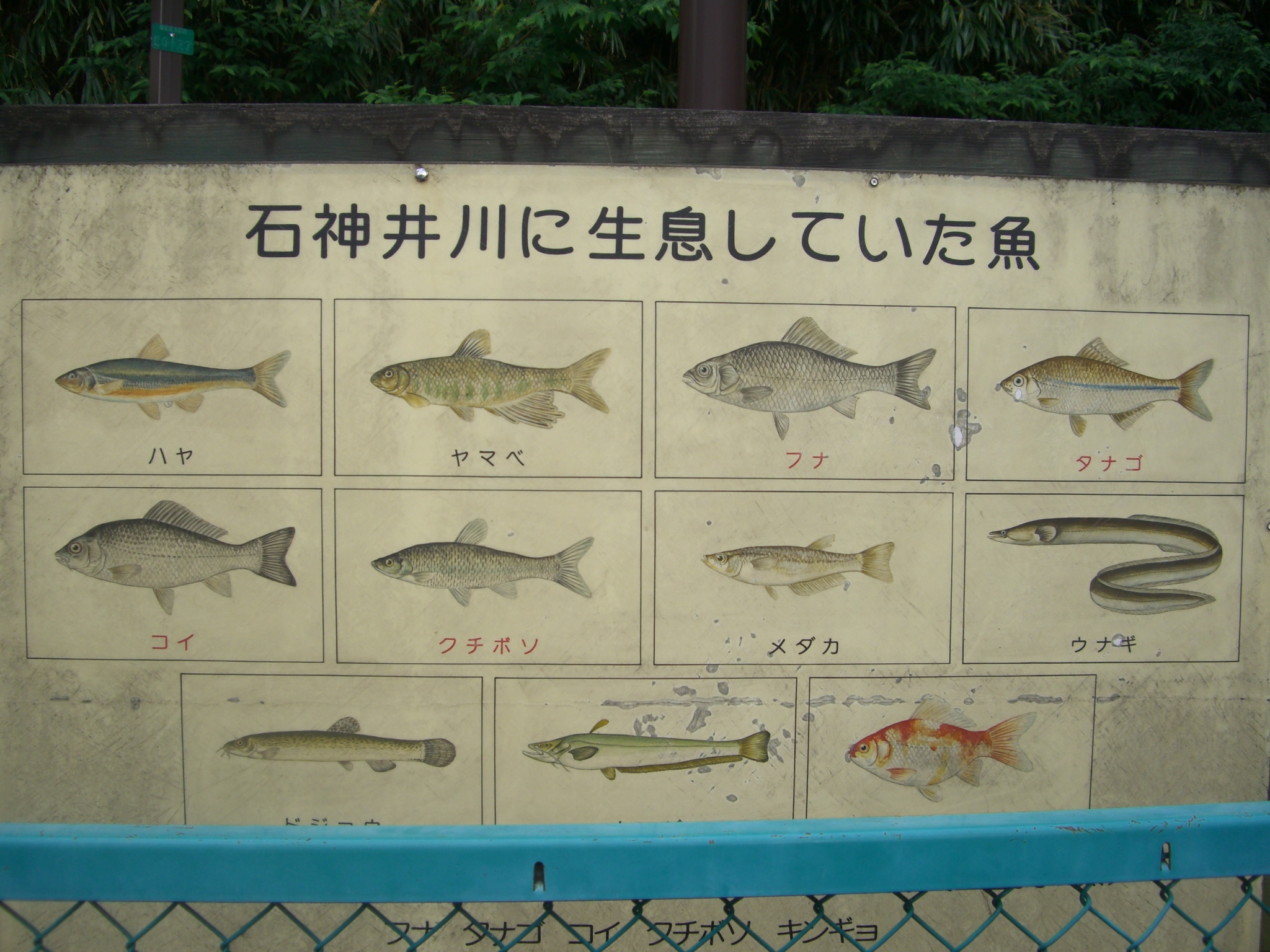 石神井川 054 住んでいた魚 おじさまはテルだった んですけどね