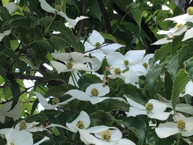 花言葉は 友情 の巻 大酒呑助の独り言