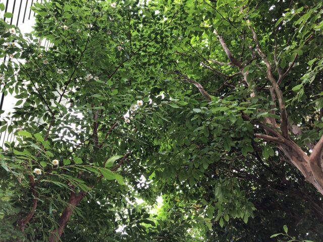 謙虚 愛らしさ 大酒呑助の独り言