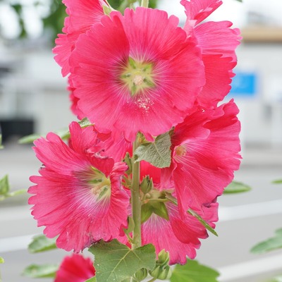 タチアオイ・赤