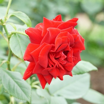 薔薇・マチルダ