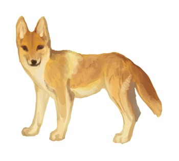 野犬