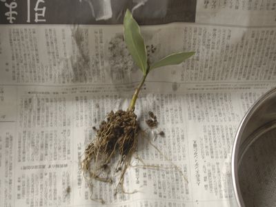 沈丁花 挿し木のその後 のびのび くんにゃり