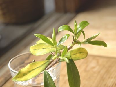 挿し木の沈丁花 その後 のびのび くんにゃり