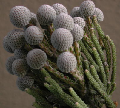 シルバーブルニアとLOTUS flowers : LOTUS flowers フローリストDiary