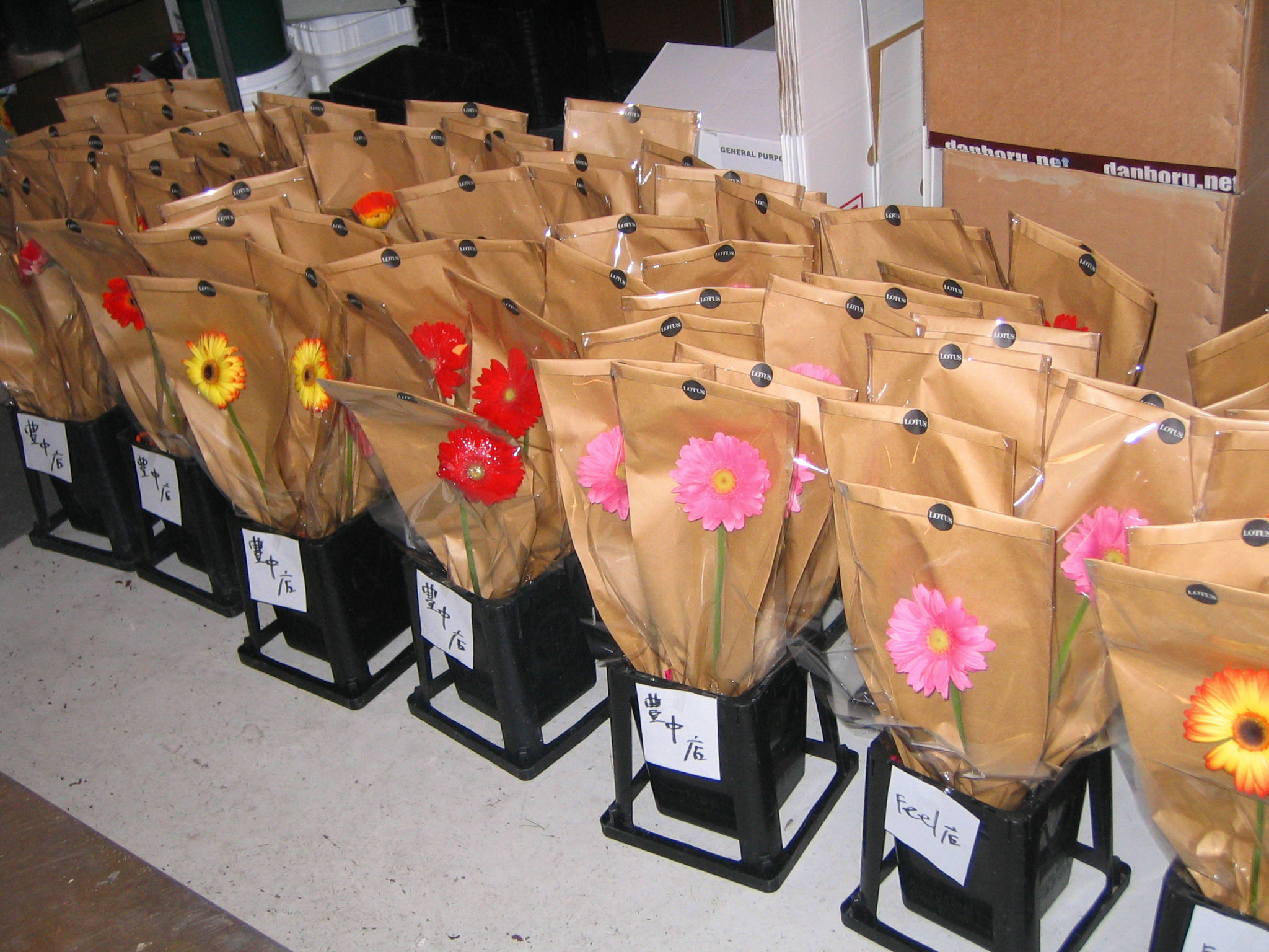 クローンガーベラとlotus Flowers Lotus Flowers フローリストdiary