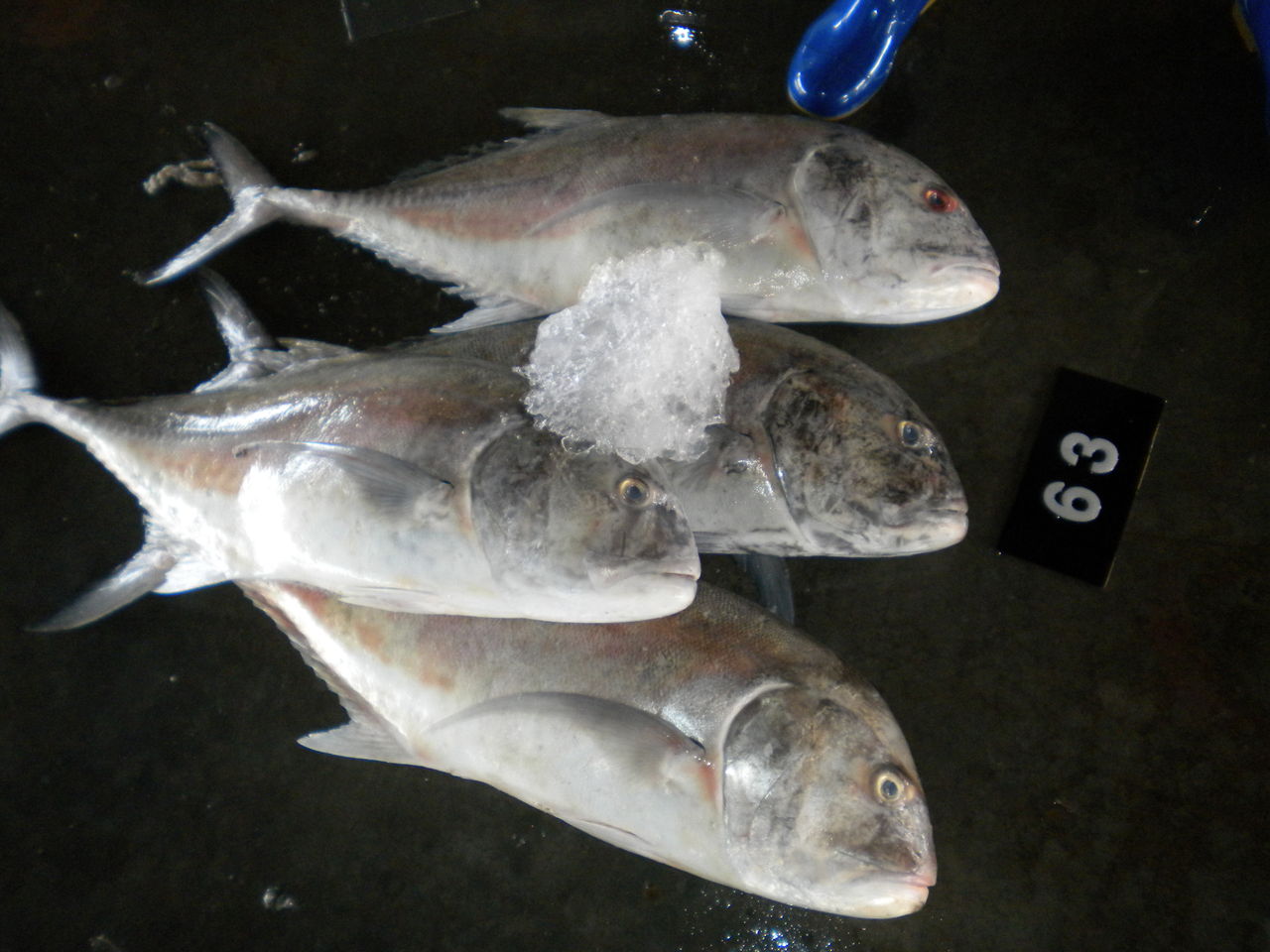 重量99ｋｇ これぞアンダマンの怪魚 へーちゃんblog