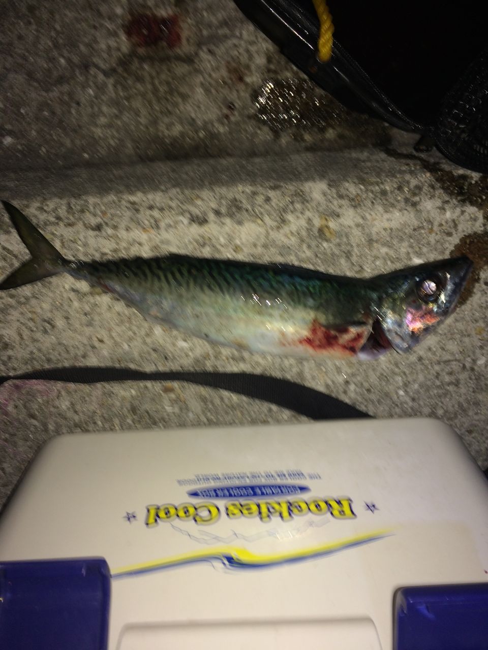 梅雨どきの明石海峡風物詩 大サバ 時々 タコ へーちゃんblog