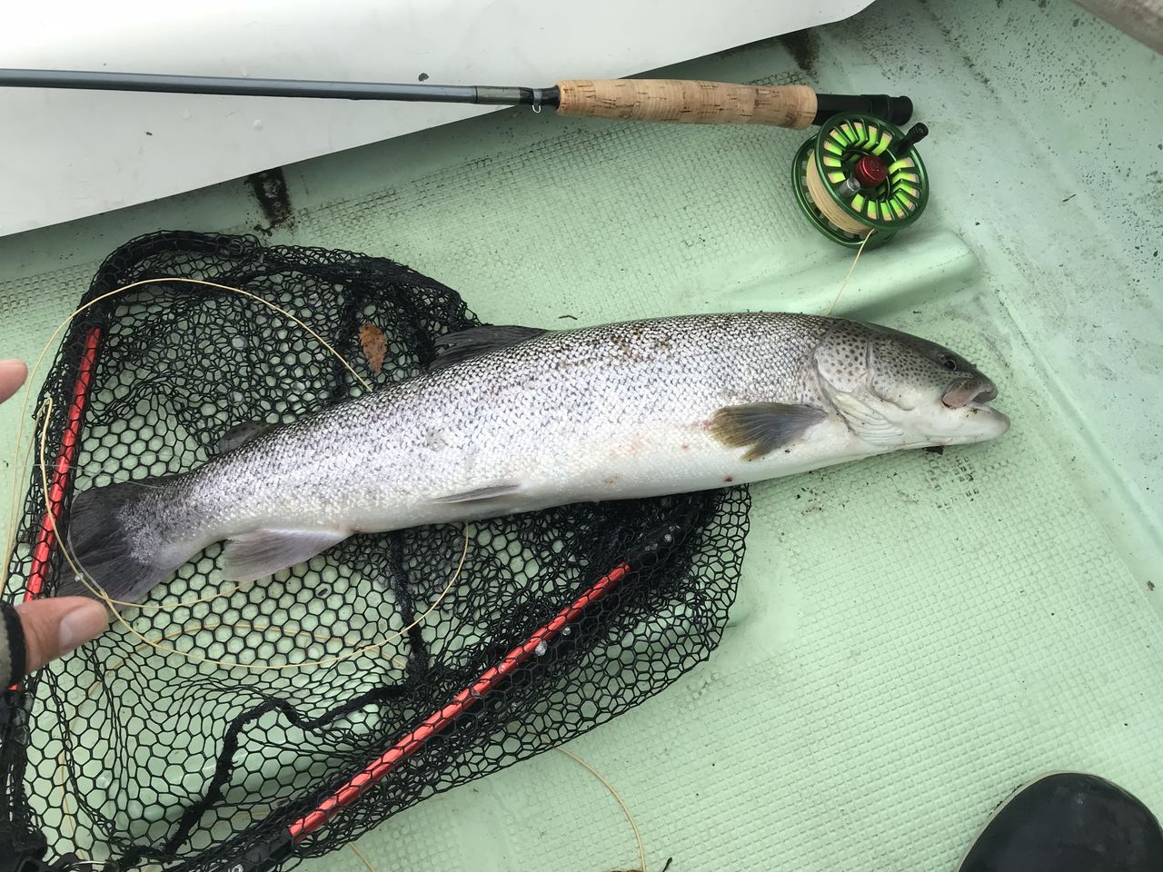 17 11 12 京都府で幻の魚 イトウ 60ｃｍオーバー釣ったりました 驚 へーちゃんblog