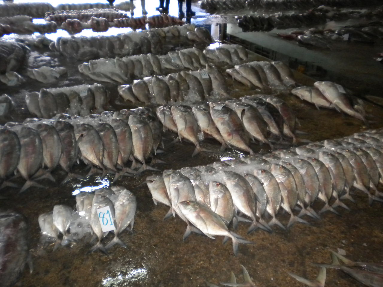 重量99ｋｇ これぞアンダマンの怪魚 へーちゃんblog