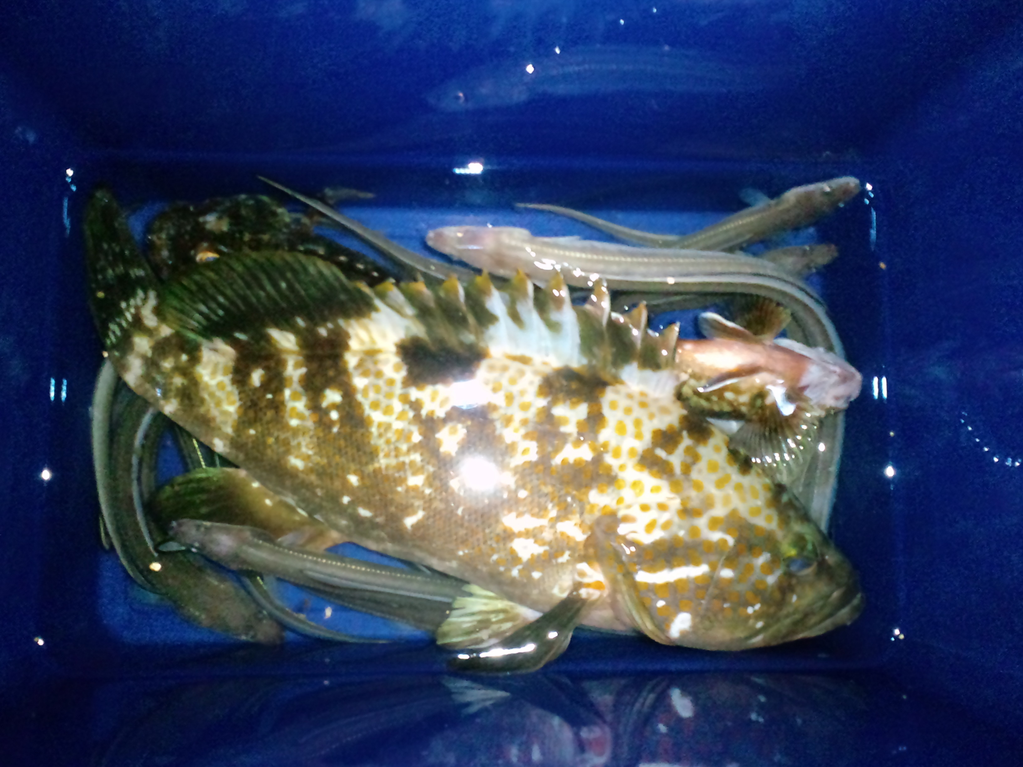 年末年始 大物 怪魚 干支魚 それにしてもまとめ過ぎか へーちゃんblog