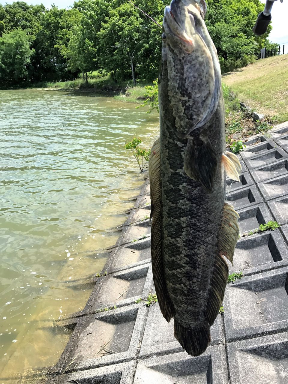 17 05 27 メーター級の怪魚 海外じゃなく近所で釣れましたヨ 狙って獲りました へーちゃんblog