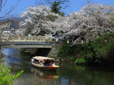 松江城■堀川遊覧船 稲荷橋桜青空270402