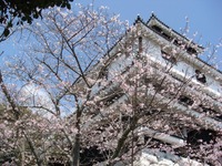 岩国城と桜