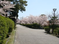 吉川史料館付近の桜