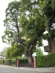 P4291435
