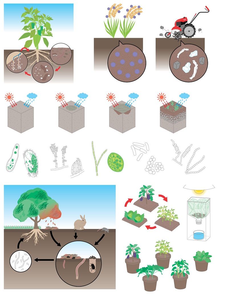 土壌 肥料の基本とつくり方 使い方 掲載用イラスト Ad Chiaki