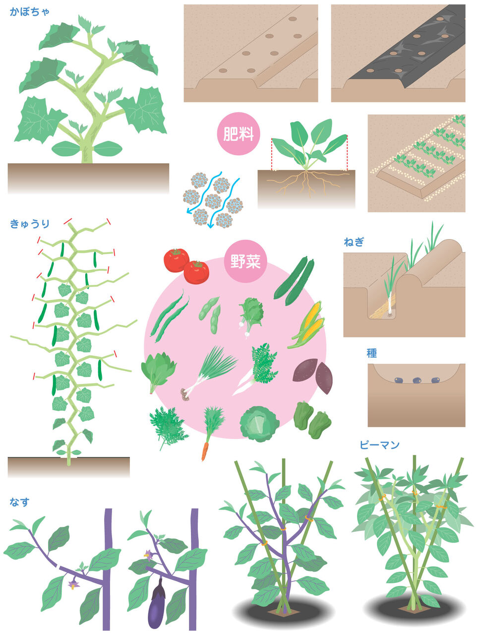 はじめての野菜づくり図鑑110種」掲載用イラスト : AD・CHIAKI Illust File