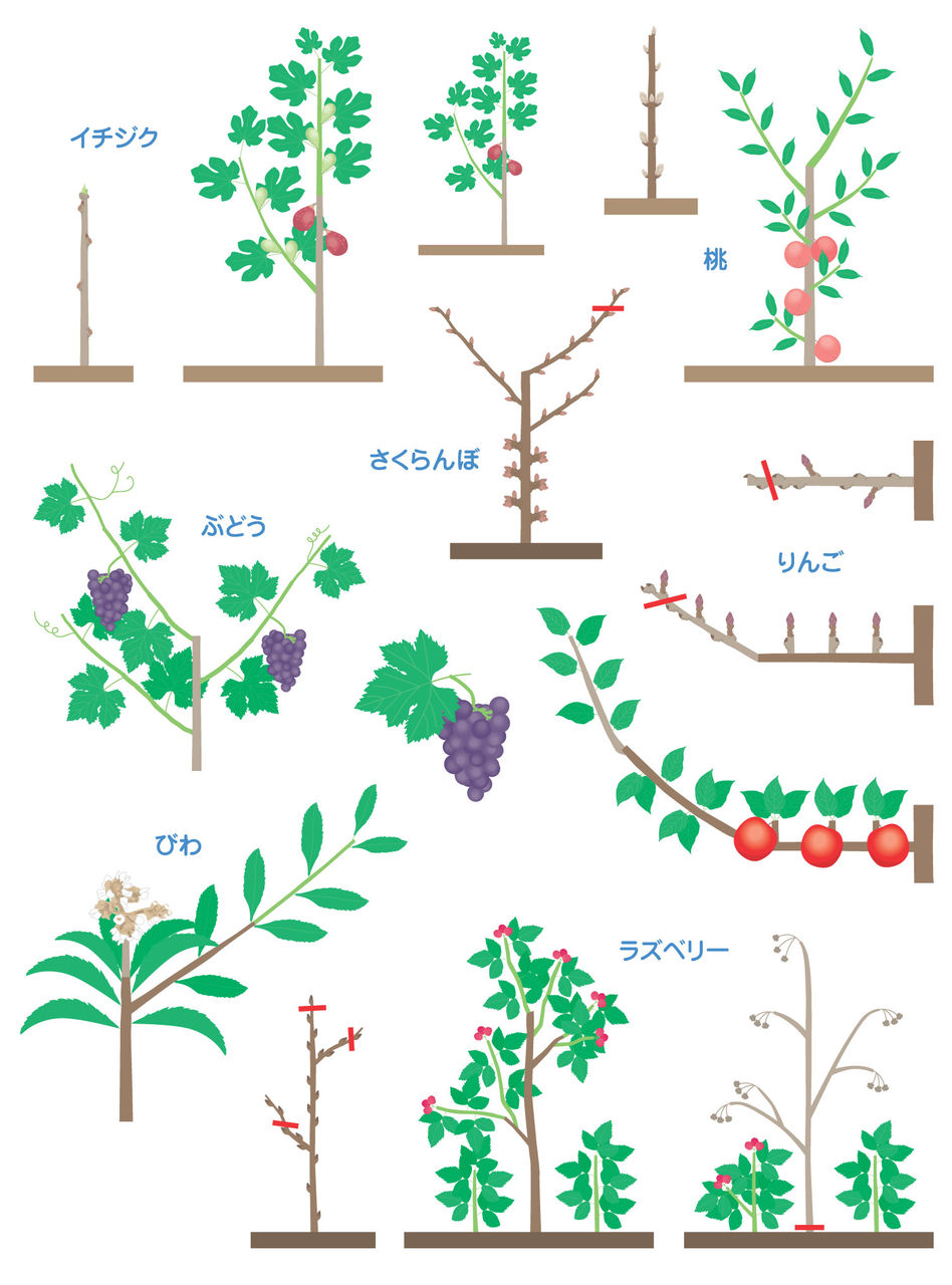 おいしく実る 果樹の育て方 掲載用イラスト Ad Chiaki