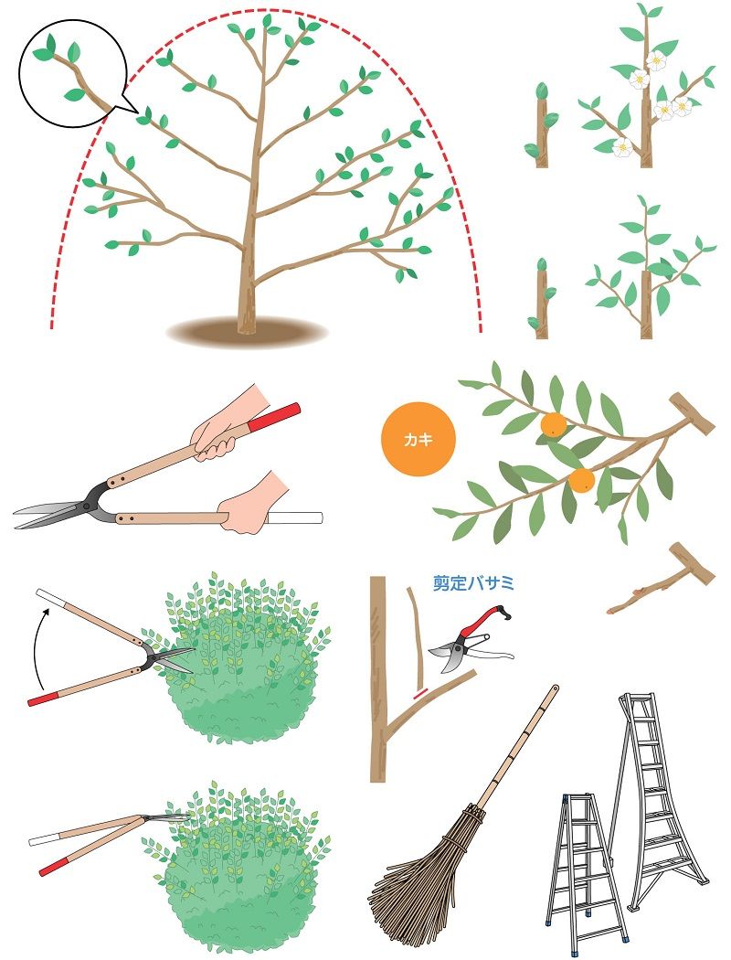 ひと目でわかる 花木と果樹の剪定と育て方 掲載用イラスト Ad Chiaki