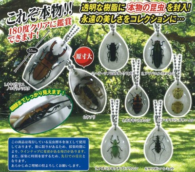 ♯Fti22GC好奇心倶楽部ホンモノ昆虫標本コレクション8種 ♯Fti22GC好奇心倶楽部ホンモノ昆虫標本コレクション8種 - メルカリ