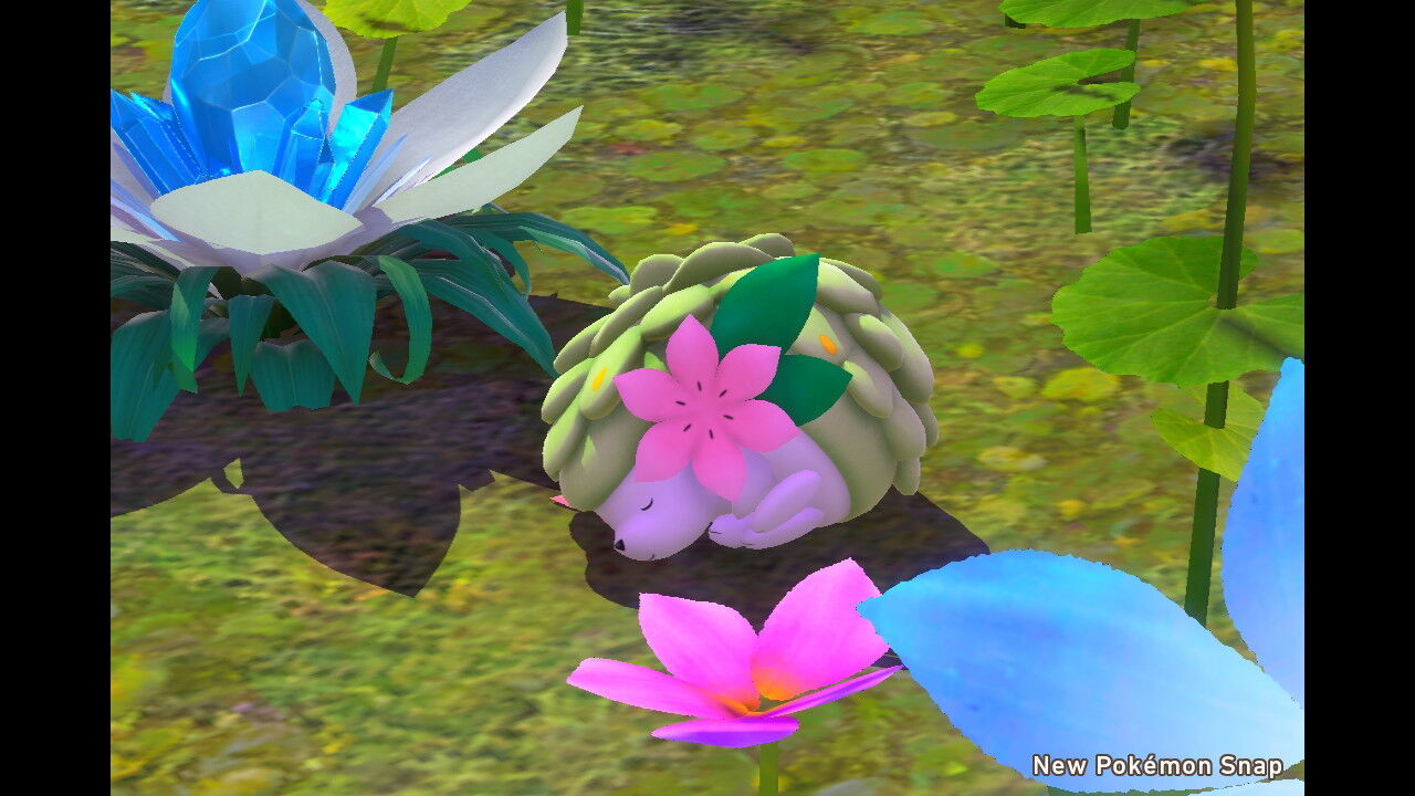 New ポケモンスナップ シェイミ ビビヨン アリアドス ねこじゃらし New ポケモンスナップ シェイミ ビビヨン アリアドス ねこじゃらし