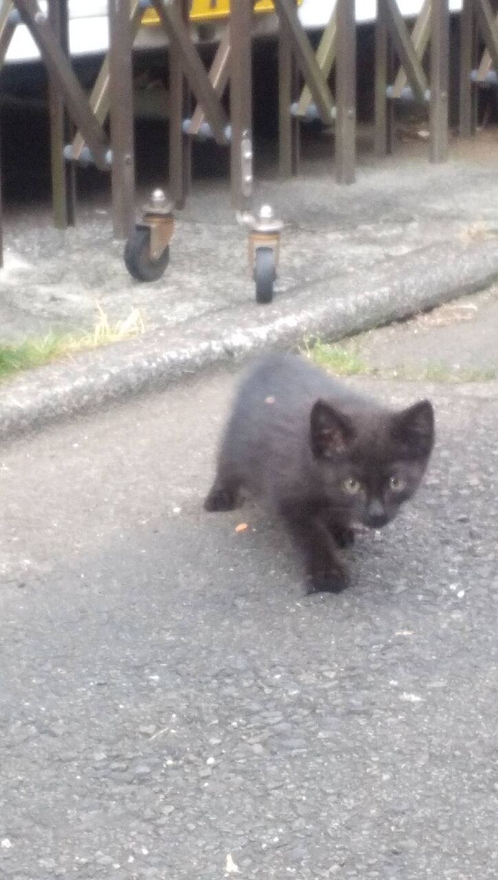 黒い子猫が突然きた ねこじゃらし