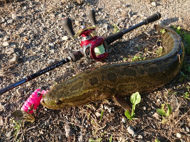 雷魚シーズン開幕 電柱オヤジの気まぐれ釣りブログ