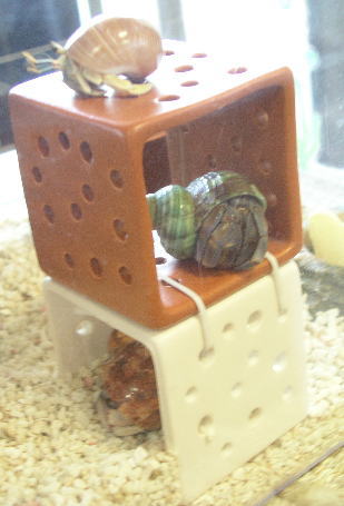 てとらの得手勝手ｂlog オカヤドカリ生活向上委員会 Livedoor Blog ブログ