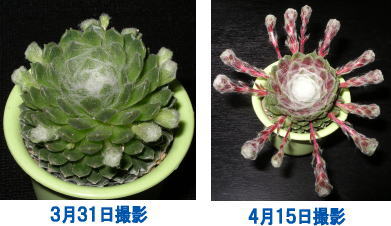 kununomaki2007_4