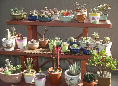 多肉植物の紅葉 てとらの得手勝手ｂlog