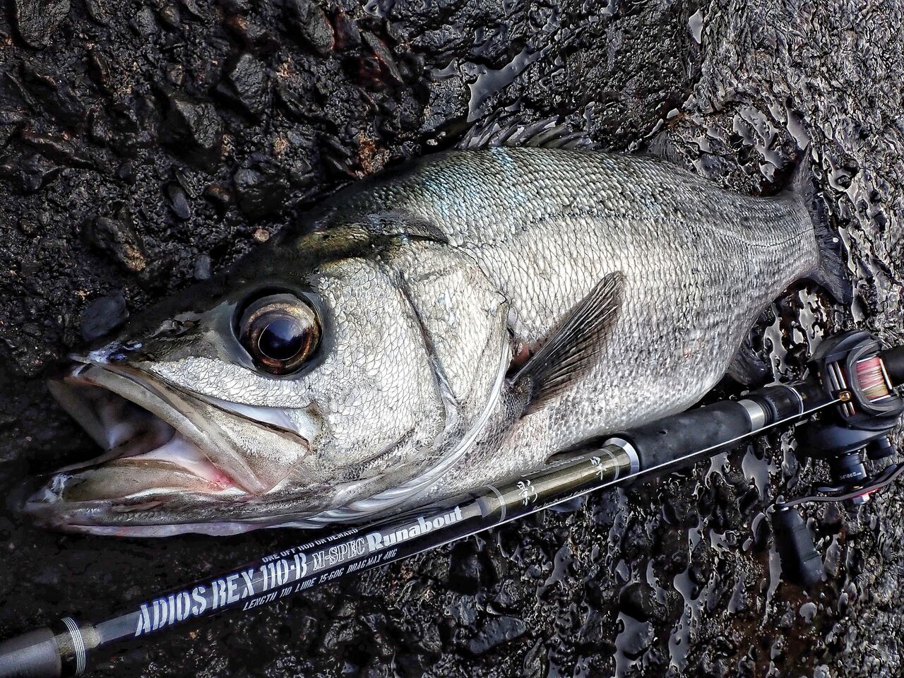 0から始めたベイト磯平 一尾の釣果も千歩から 0から始めたベイト磯平 一尾の釣果も千歩から