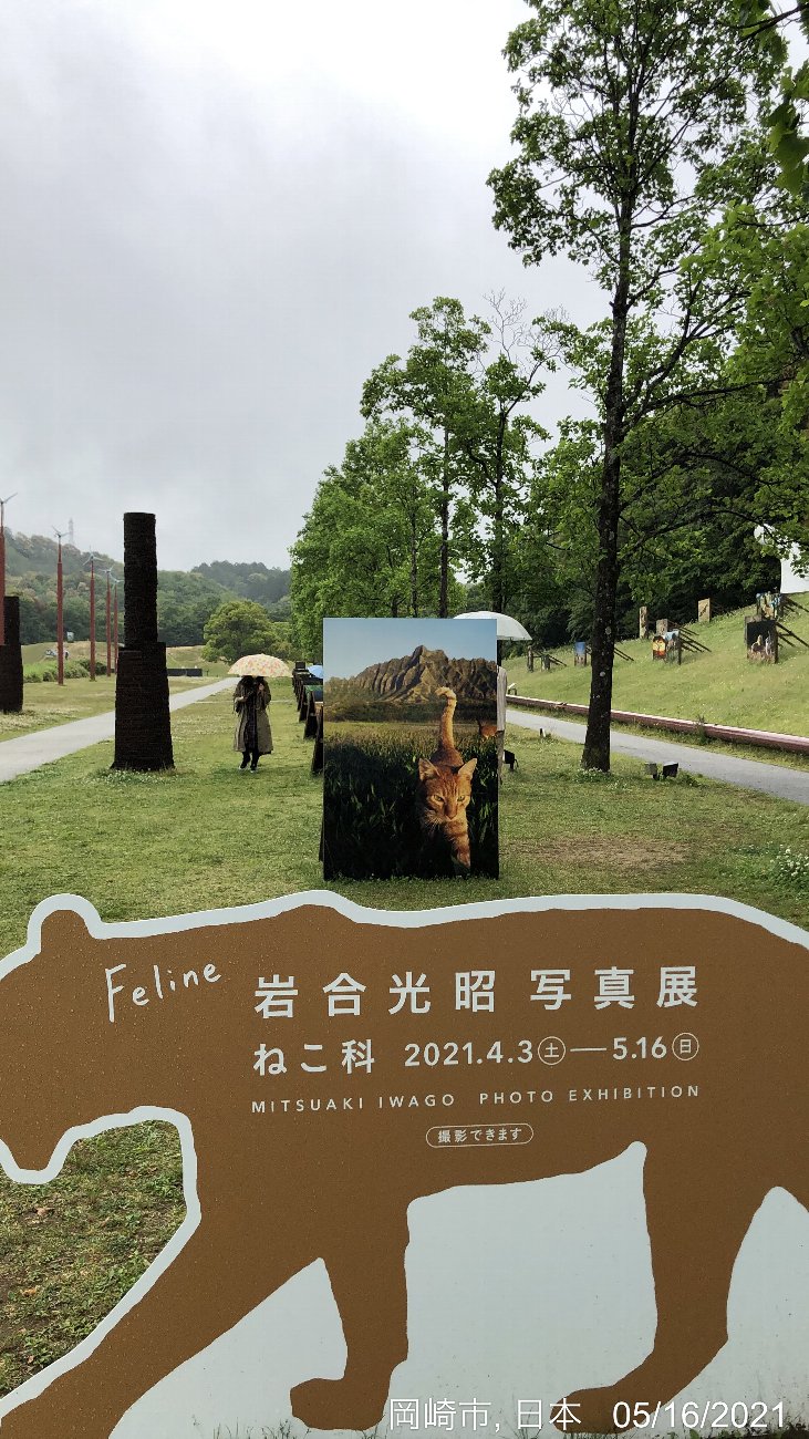 岩合光昭写真展 どうぶつ家族 ねこ科 岡崎市美術博物館 自然の中のどうぶつ達 かわうそ だもんで 岩合光昭写真展 どうぶつ家族 ねこ科 岡崎市美術博物館 自然の中のどうぶつ達 かわうそ だもんで