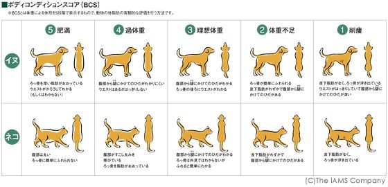 うちの愛犬 愛猫って 太りすぎ 痩せすぎ てとて とて どうぶつジャーナル うちの愛犬 愛猫って 太りすぎ 痩せすぎ てとて とて どうぶつジャーナル