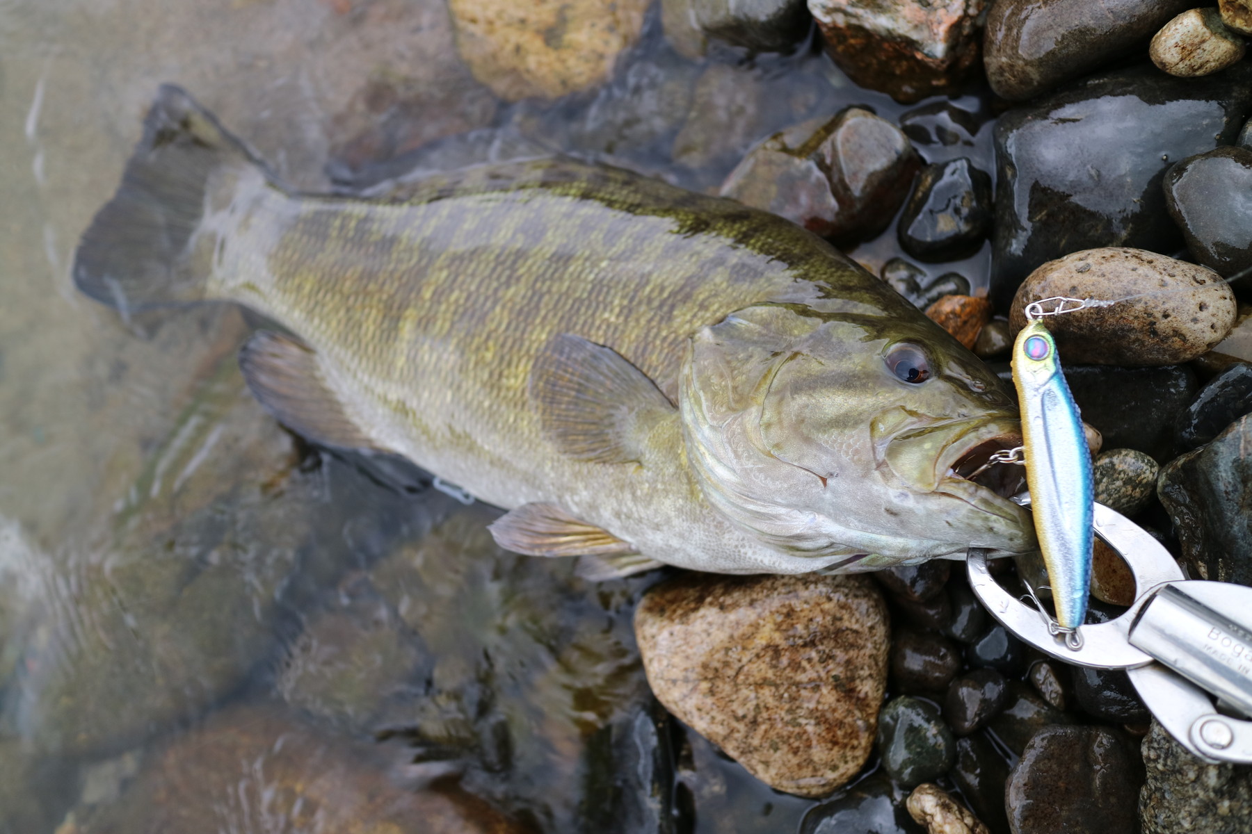 釣旅第19弾 阿賀野川で狙うシーバスとウケクチウグイ 2日目 最高の瞬間 The Greatest Moment