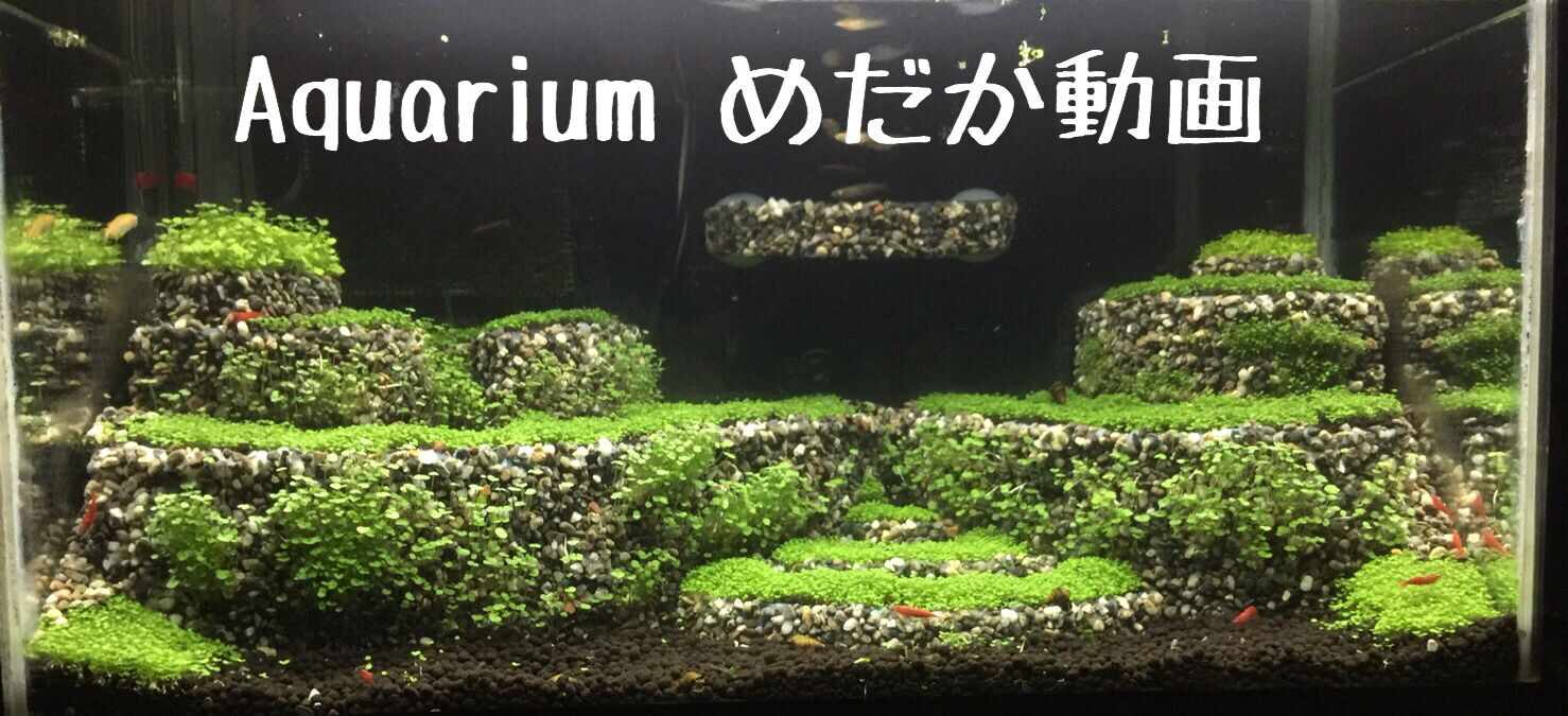 Aquarium めだか動画 アクアリウム Aquarium めだか動画 アクアリウム