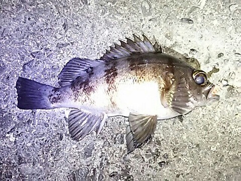 [画像:0fd445f6-s.jpg]