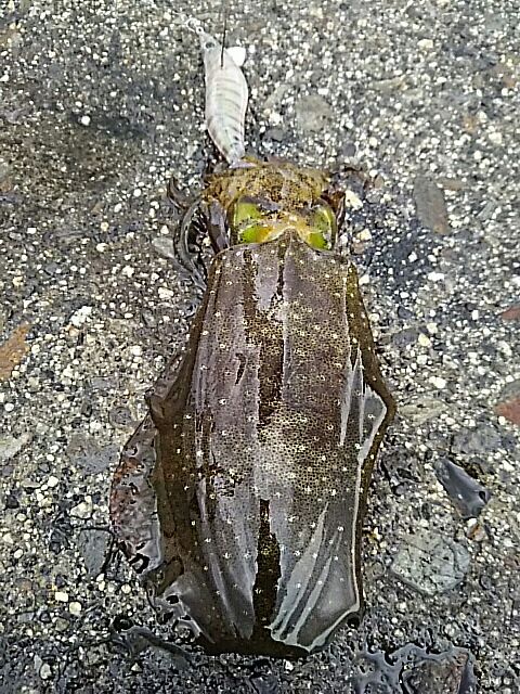 [画像:13d8f7f7.jpg]