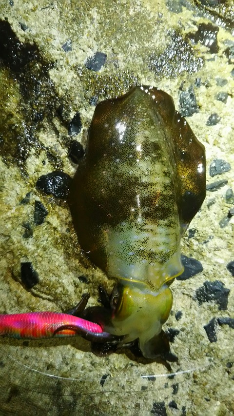 [画像:238a70b6-s.jpg]