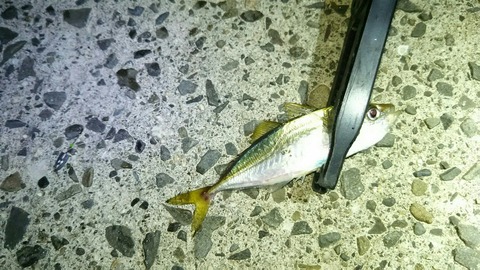 [画像:39e4a868-s.jpg]