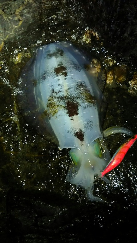 [画像:6266a5e1-s.jpg]