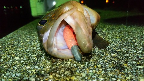 [画像:778955eb-s.jpg]