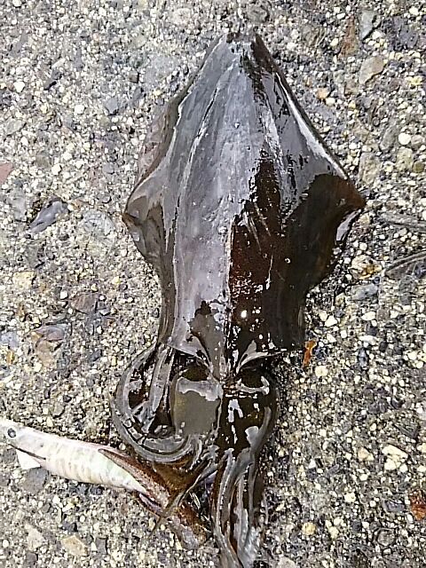 [画像:79b00f70.jpg]