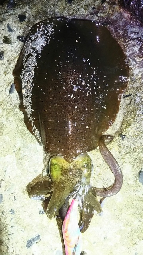 [画像:859d5c66-s.jpg]