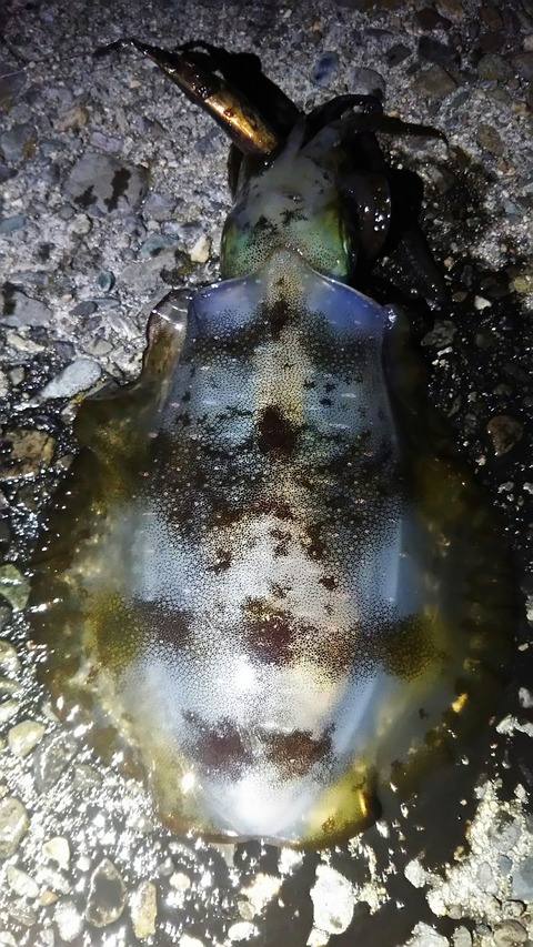 [画像:9f1afefc-s.jpg]