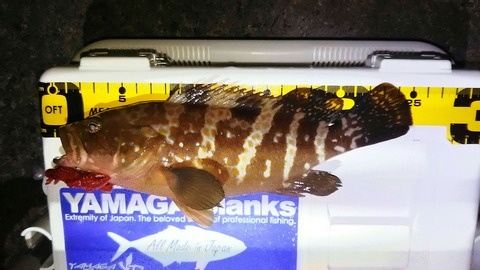 [画像:af43298a-s.jpg]