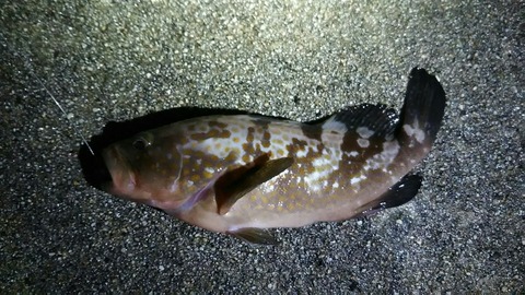 [画像:b2a7d3ed-s.jpg]