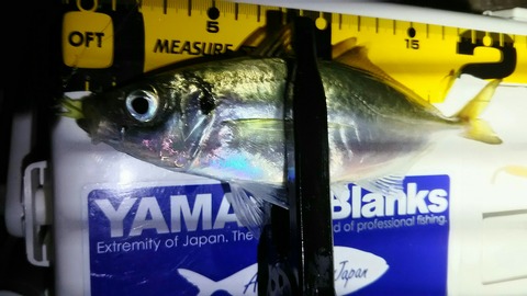 [画像:bfd6dc4c-s.jpg]