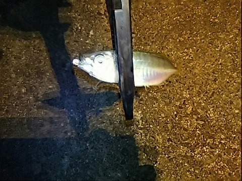 [画像:df8b0332-s.jpg]