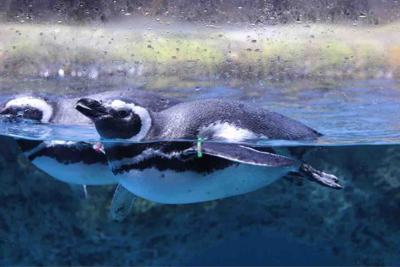 八景島シーパラダイス 修学旅行 てついちろうの鉄道日誌